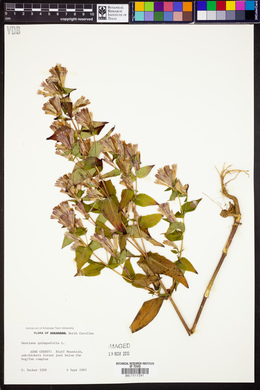 Gentiana quinquefolia image