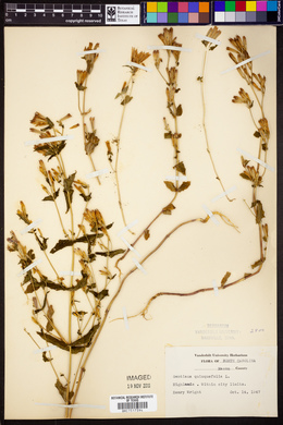 Gentiana quinqueflora image