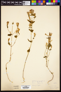 Gentiana quinquefolia image