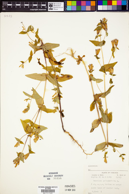 Gentiana quinquefolia image