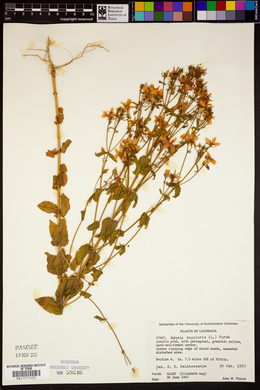 Sabatia angularis image