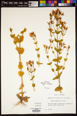 Sabatia angularis image