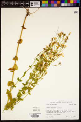 Sabatia angularis image