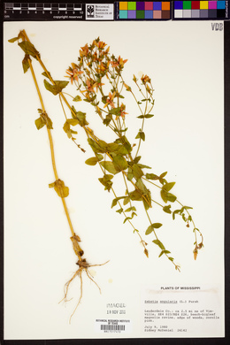 Sabatia angularis image