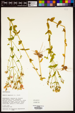 Sabatia angularis image