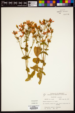 Sabatia angularis image