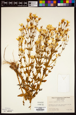 Sabatia angularis image