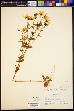 Sabatia angularis image