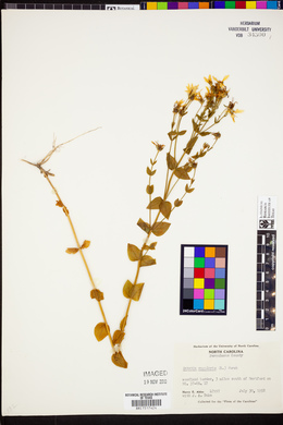 Sabatia angularis image