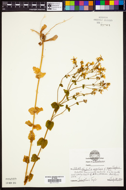 Sabatia angularis image