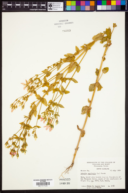 Sabatia angularis image
