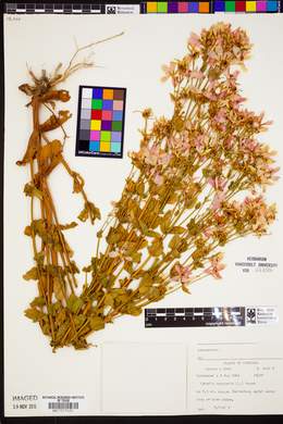Sabatia angularis image
