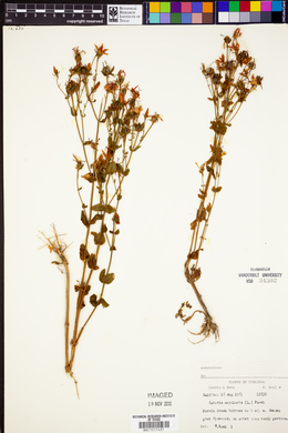 Sabatia angularis image