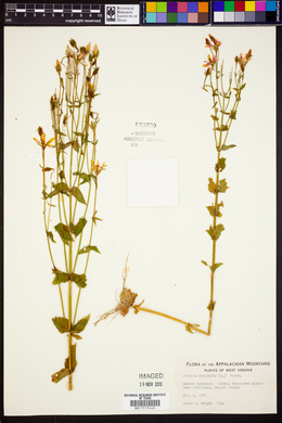 Sabatia angularis image