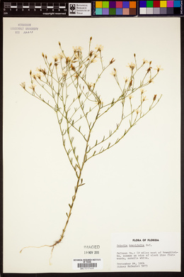 Sabatia brevifolia image