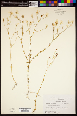 Sabatia brevifolia image