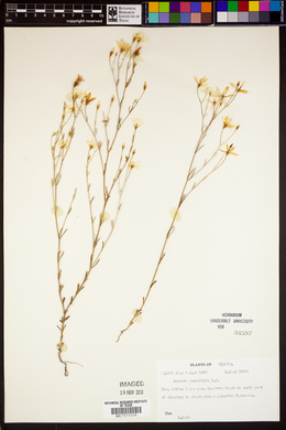Sabatia brevifolia image