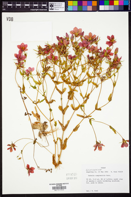 Sabatia campestris image