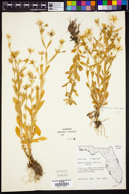 Sabatia calycina image