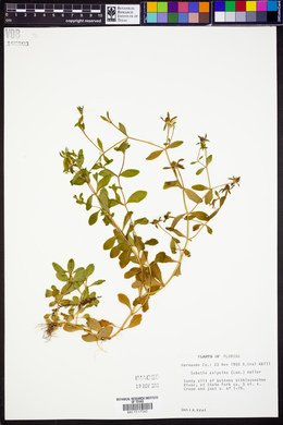 Sabatia calycina image