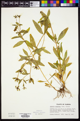 Sabatia calycina image