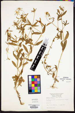Sabatia calycina image