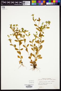 Sabatia calycina image