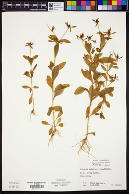 Sabatia calycina image