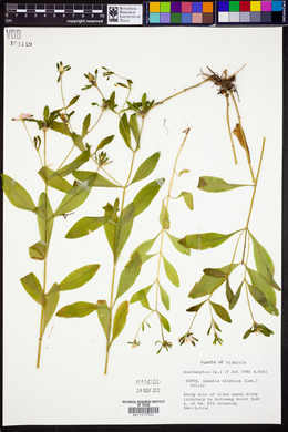 Sabatia calycina image