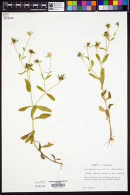 Sabatia calycina image