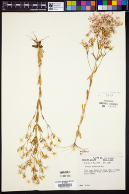 Sabatia brachiata image