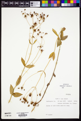 Sabatia difformis image