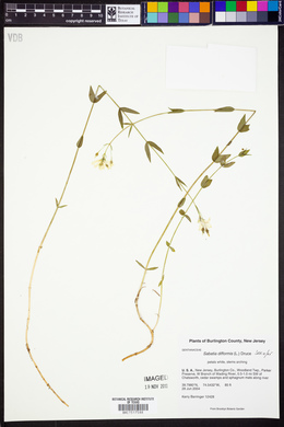 Sabatia difformis image