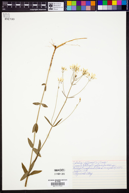 Sabatia difformis image