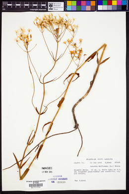 Sabatia difformis image