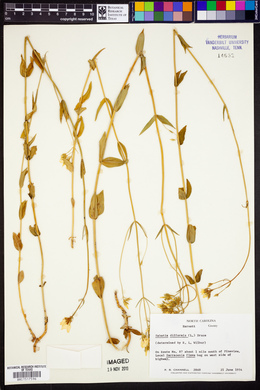 Sabatia difformis image