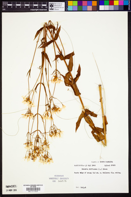Sabatia difformis image
