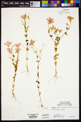 Sabatia campestris image