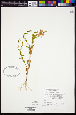 Sabatia campestris image