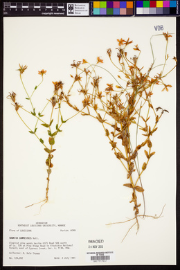 Sabatia campestris image
