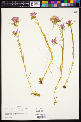 Sabatia gentianoides image