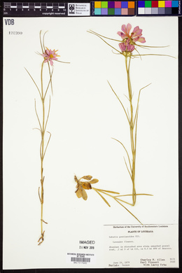 Sabatia gentianoides image