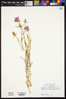 Sabatia gentianoides image