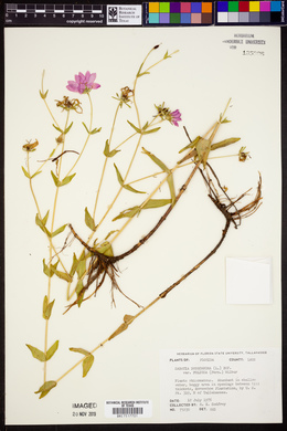 Sabatia dodecandra image