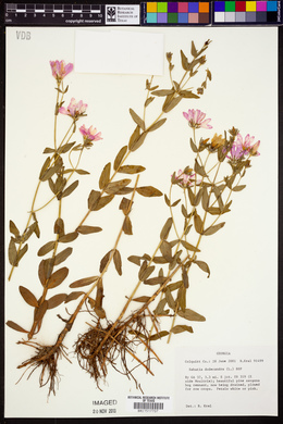 Sabatia dodecandra image