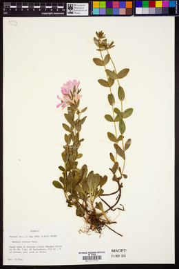 Sabatia foliosa image