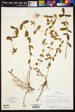 Sabatia dodecandra image