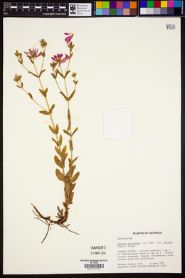 Sabatia dodecandra var. foliosa image