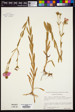 Sabatia dodecandra image
