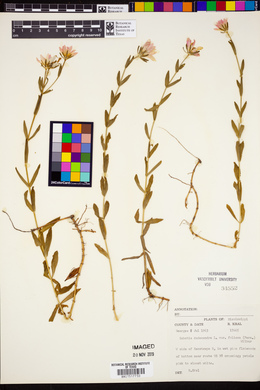 Sabatia dodecandra var. foliosa image